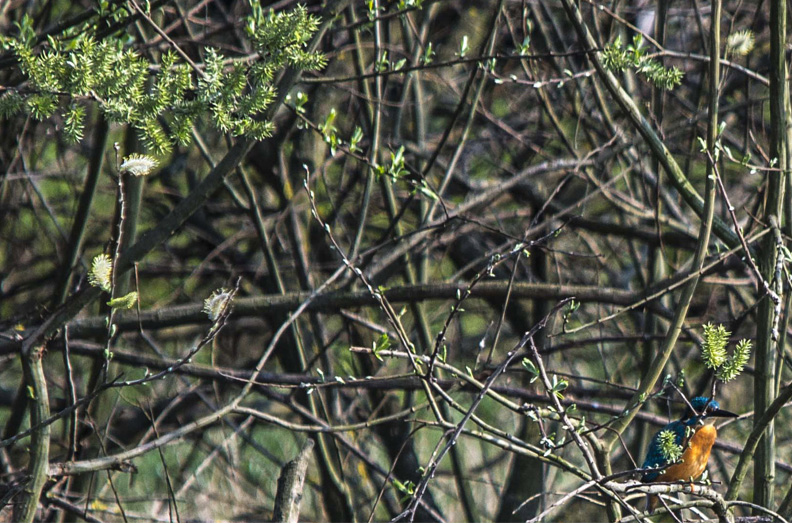 Salix sp. (Salicaceae)